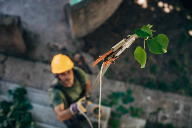 Best Tree Pruning Services  in Saratoga, CA